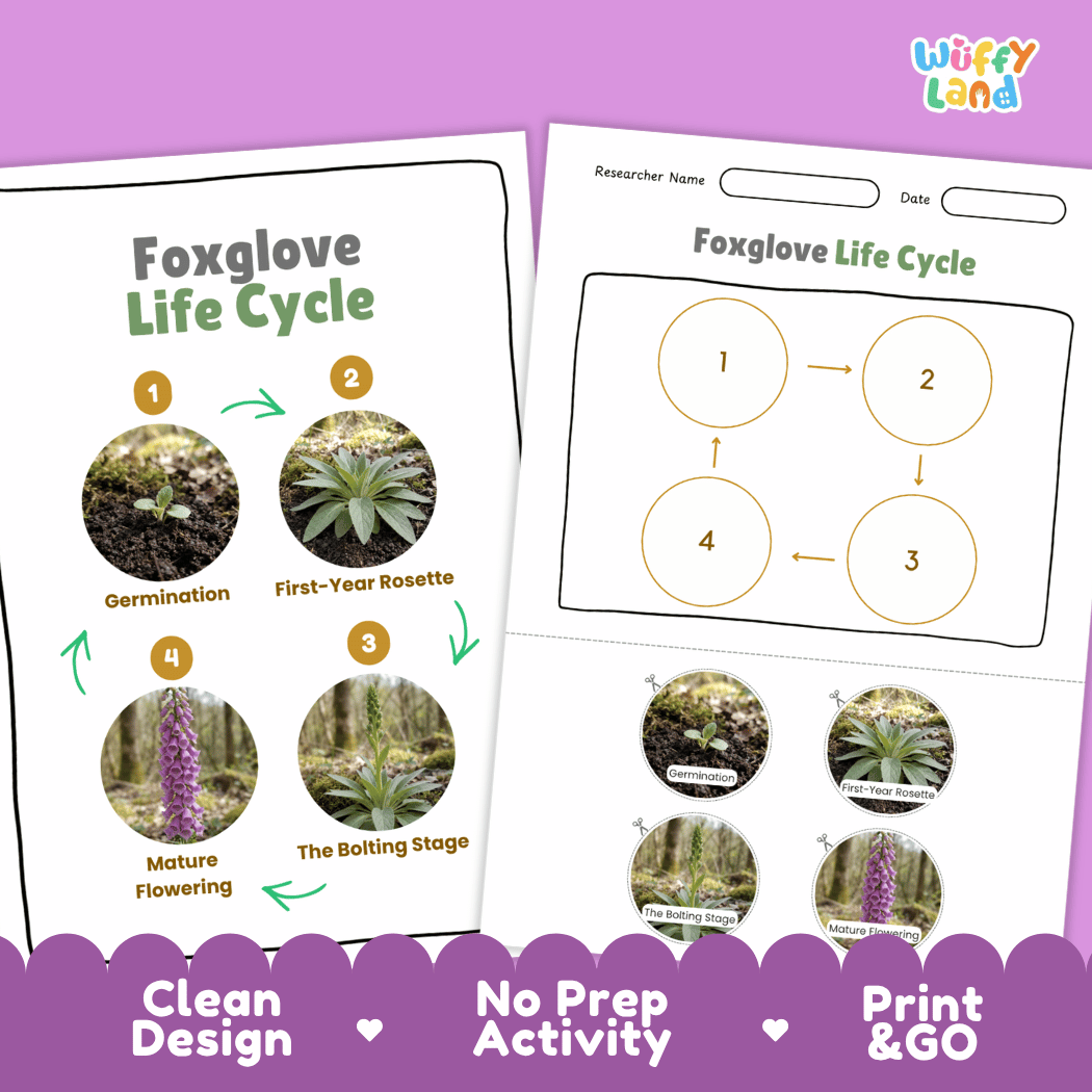 Foxglove Life Cycle Poster and Cut and Paste Activity Worksheet