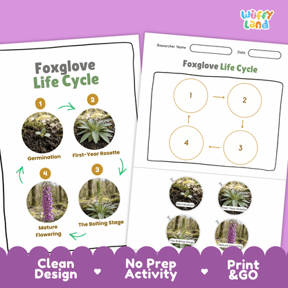 Foxglove Life Cycle Poster and Cut and Paste Activity Worksheet