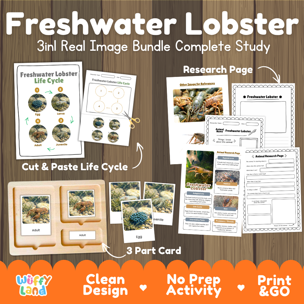 Freshwater lobster 3-in-1 real image bundle complete study cover showing cut and paste life cycle, 3 part cards, and research pages