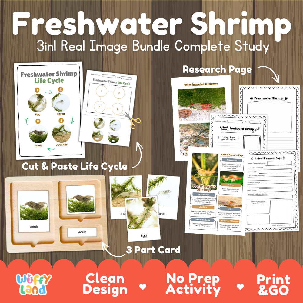 Freshwater shrimp 3-in-1 real image bundle complete study cover showing cut and paste life cycle, 3 part cards, and research pages