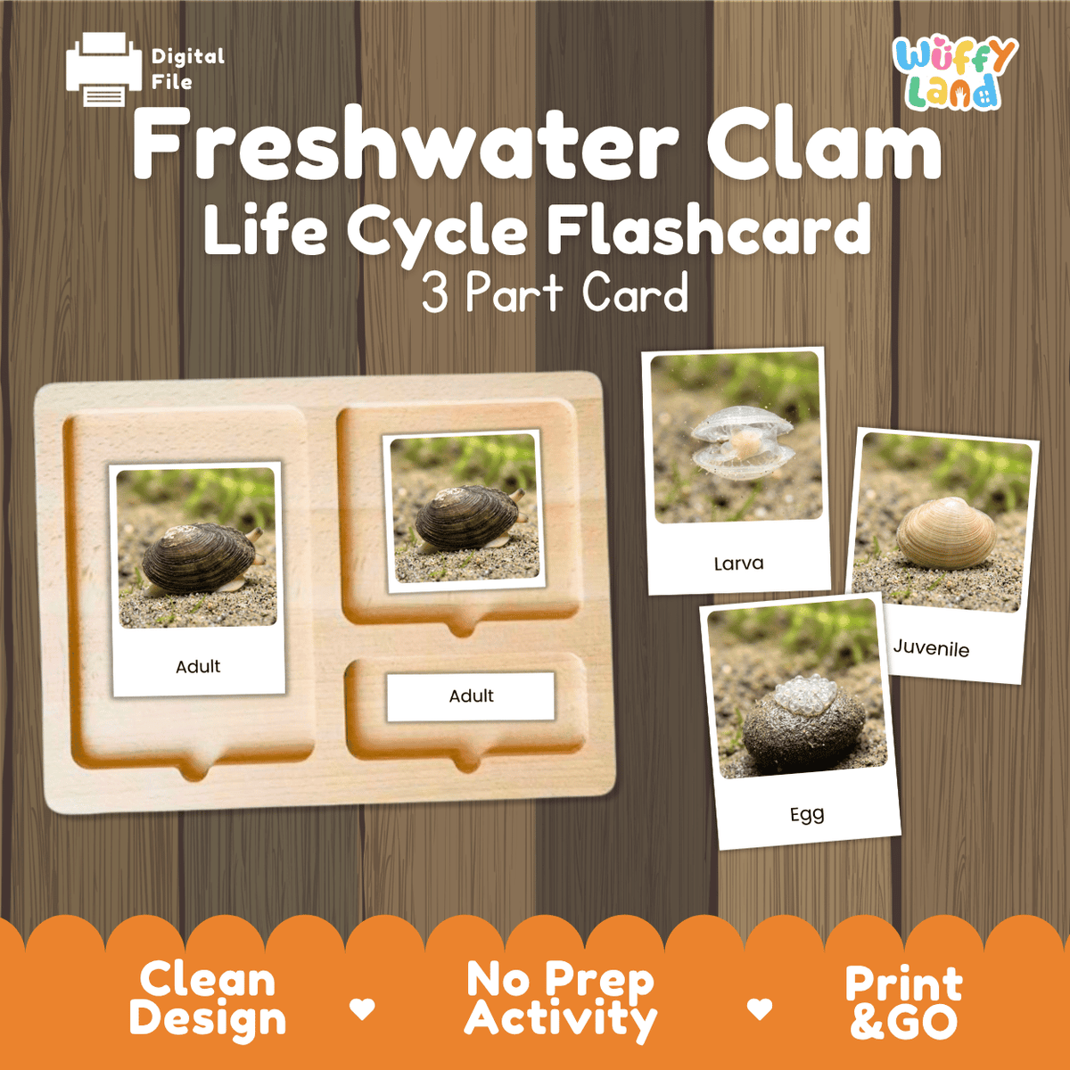 Freshwater Clam Life Cycle Flashcards | Montessori 3 Part Cards Science Activity