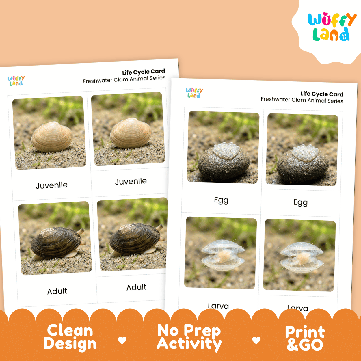 Freshwater Clam Life Cycle Flashcards | Montessori 3 Part Cards Science Activity