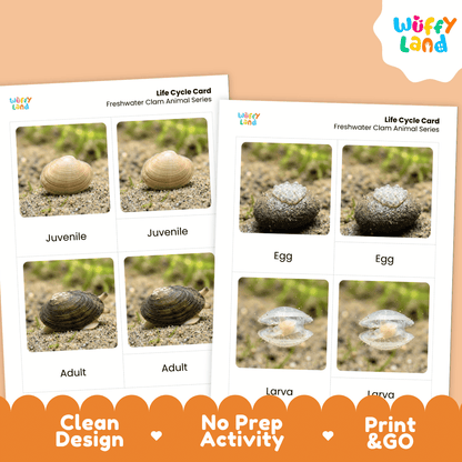 Freshwater Clam Life Cycle Flashcards | Montessori 3 Part Cards Science Activity