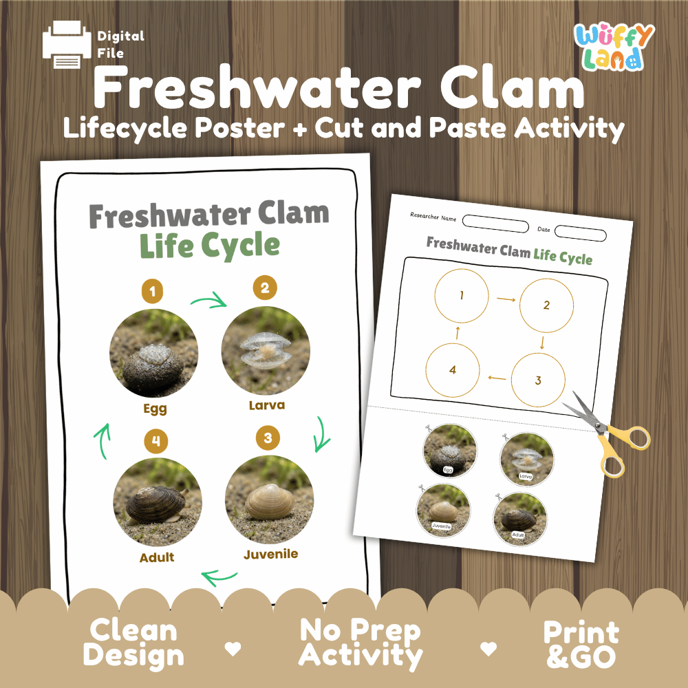 Freshwater Clam Life Cycle Poster and Cut and Paste Worksheet Activity