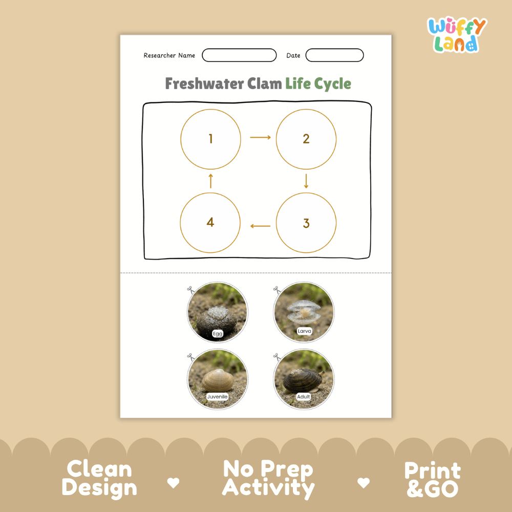 Freshwater Clam Life Cycle Poster and Cut and Paste Worksheet Activity