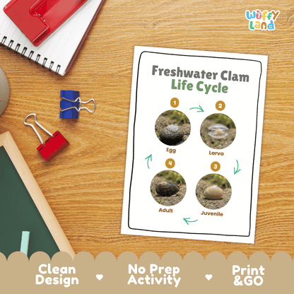Freshwater Clam Life Cycle Poster and Cut and Paste Worksheet Activity