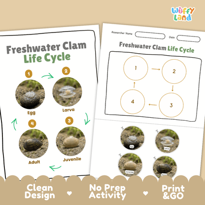 Freshwater Clam Life Cycle Poster and Cut and Paste Worksheet Activity