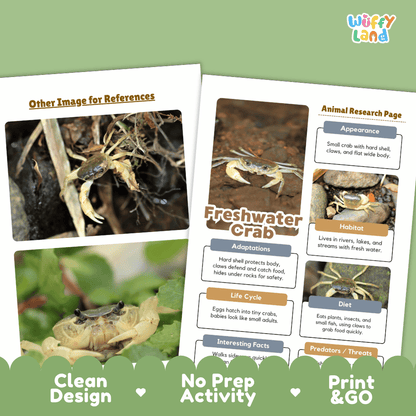 Freshwater Crab Animal Research Page Worksheets and Fact Sheet