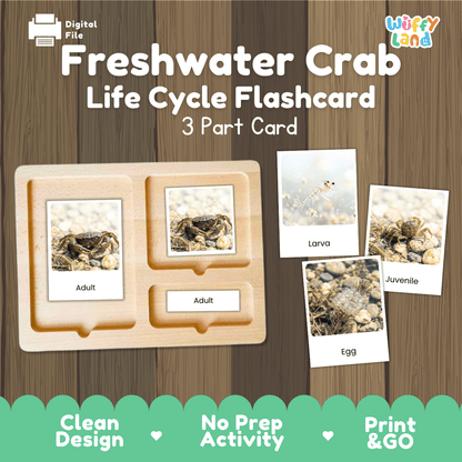 Freshwater Crab Life Cycle Flashcards | Montessori 3 Part Cards Science Activity