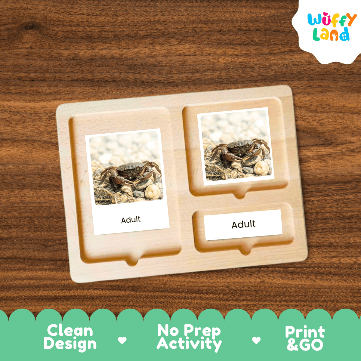Freshwater Crab Life Cycle Flashcards | Montessori 3 Part Cards Science Activity
