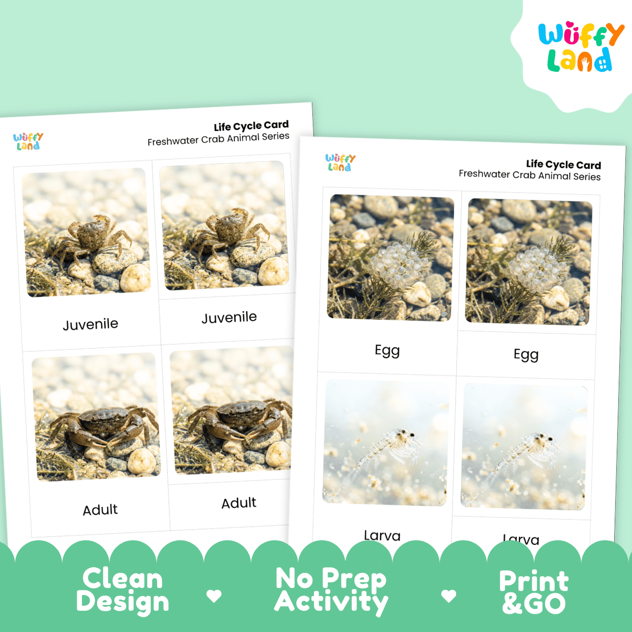 Freshwater Crab Life Cycle Flashcards | Montessori 3 Part Cards Science Activity