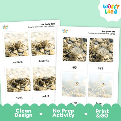 Freshwater Crab Life Cycle Flashcards | Montessori 3 Part Cards Science Activity