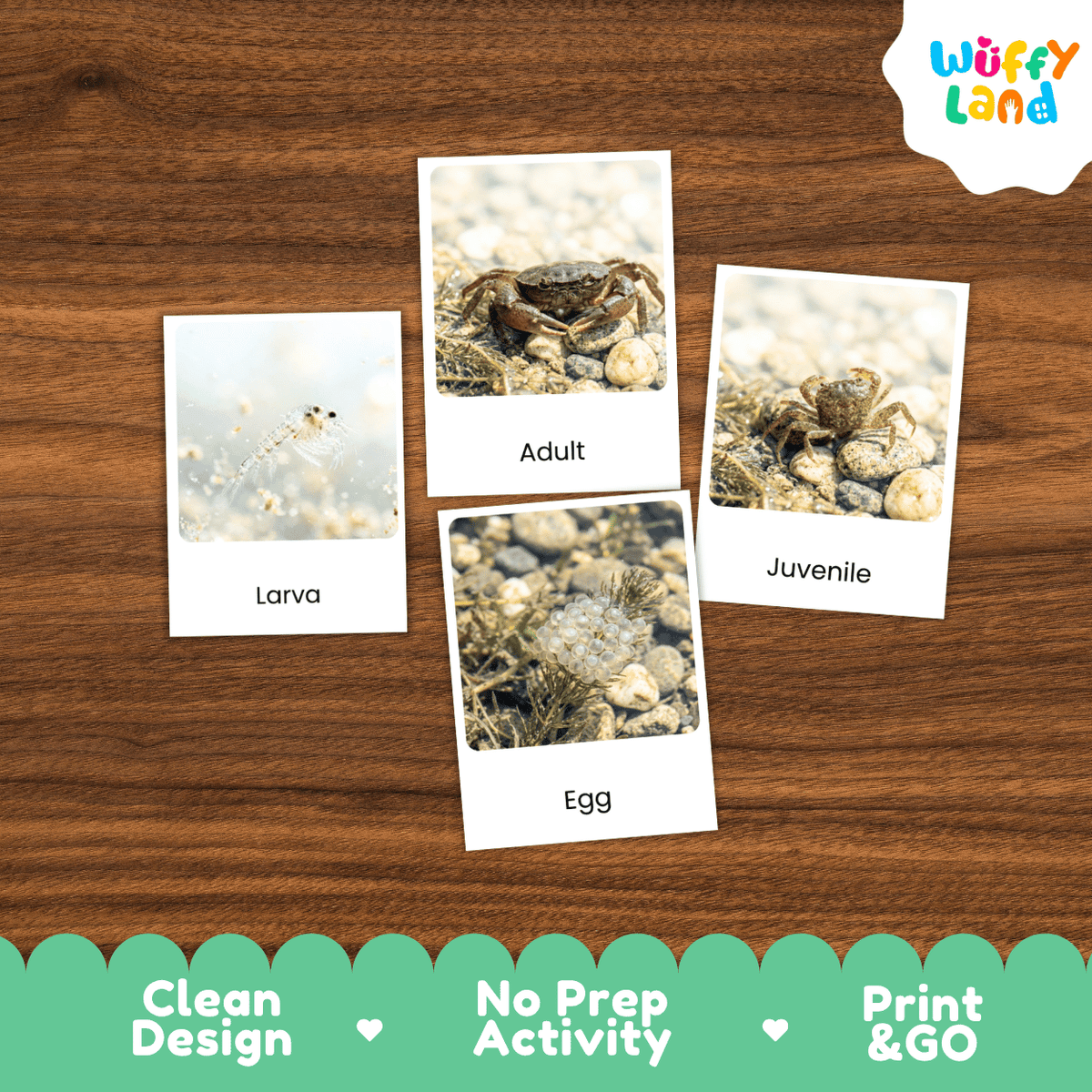 Freshwater Crab Life Cycle Flashcards | Montessori 3 Part Cards Science Activity