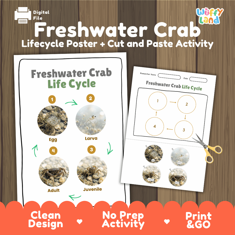 Freshwater Crab Life Cycle Poster and Cut and Paste Worksheet Activity