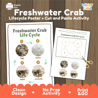 Freshwater Crab Life Cycle Poster and Cut and Paste Worksheet Activity