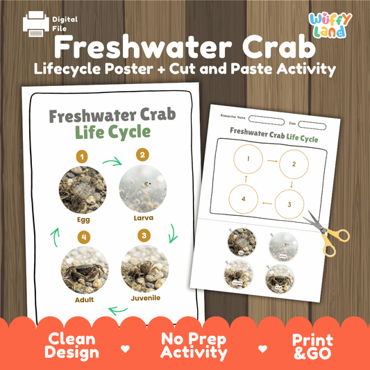 Freshwater Crab Life Cycle Poster and Cut and Paste Worksheet Activity