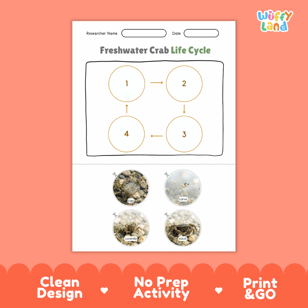 Freshwater Crab Life Cycle Poster and Cut and Paste Worksheet Activity