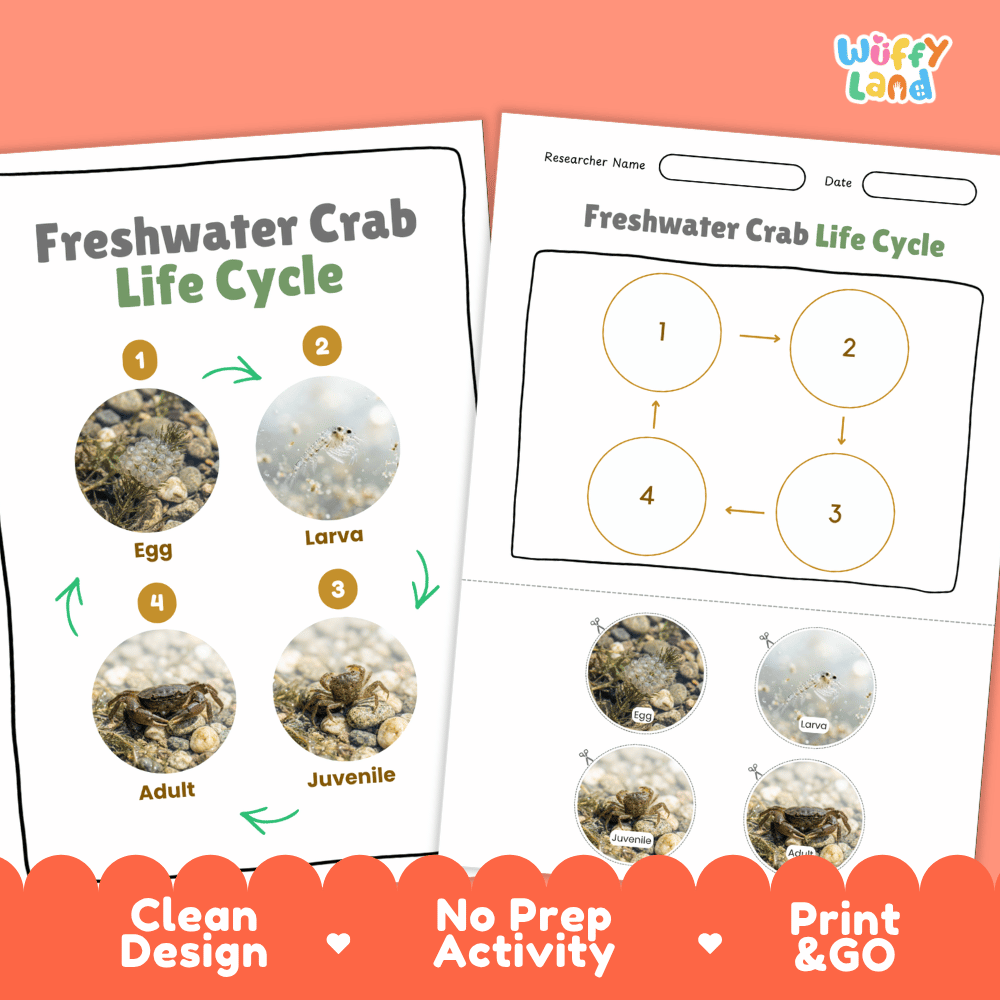 Freshwater Crab Life Cycle Poster and Cut and Paste Worksheet Activity