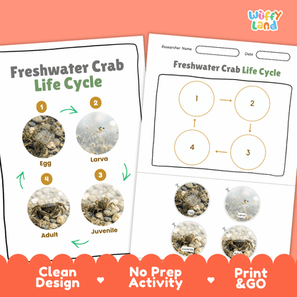 Freshwater Crab Life Cycle Poster and Cut and Paste Worksheet Activity