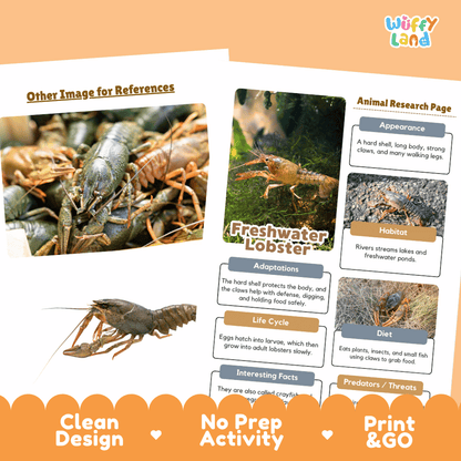 Freshwater Lobster Animal Research Page Worksheets