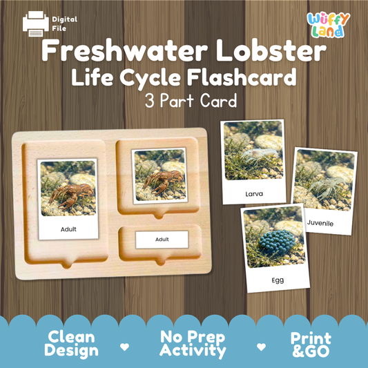 Montessori 3-part photo cards for freshwater lobster life cycle shown on wooden tray paired with animal research report worksheets and reference photo page