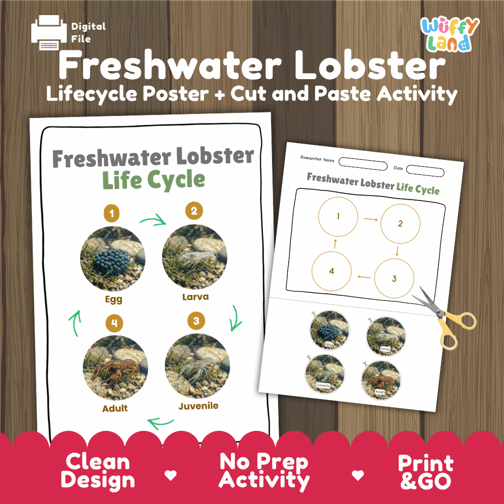 Freshwater Lobster Life Cycle Poster and Cut and Paste Worksheet Activity