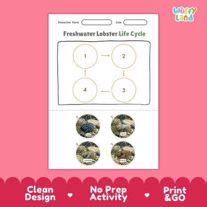 Freshwater Lobster Life Cycle Poster and Cut and Paste Worksheet Activity