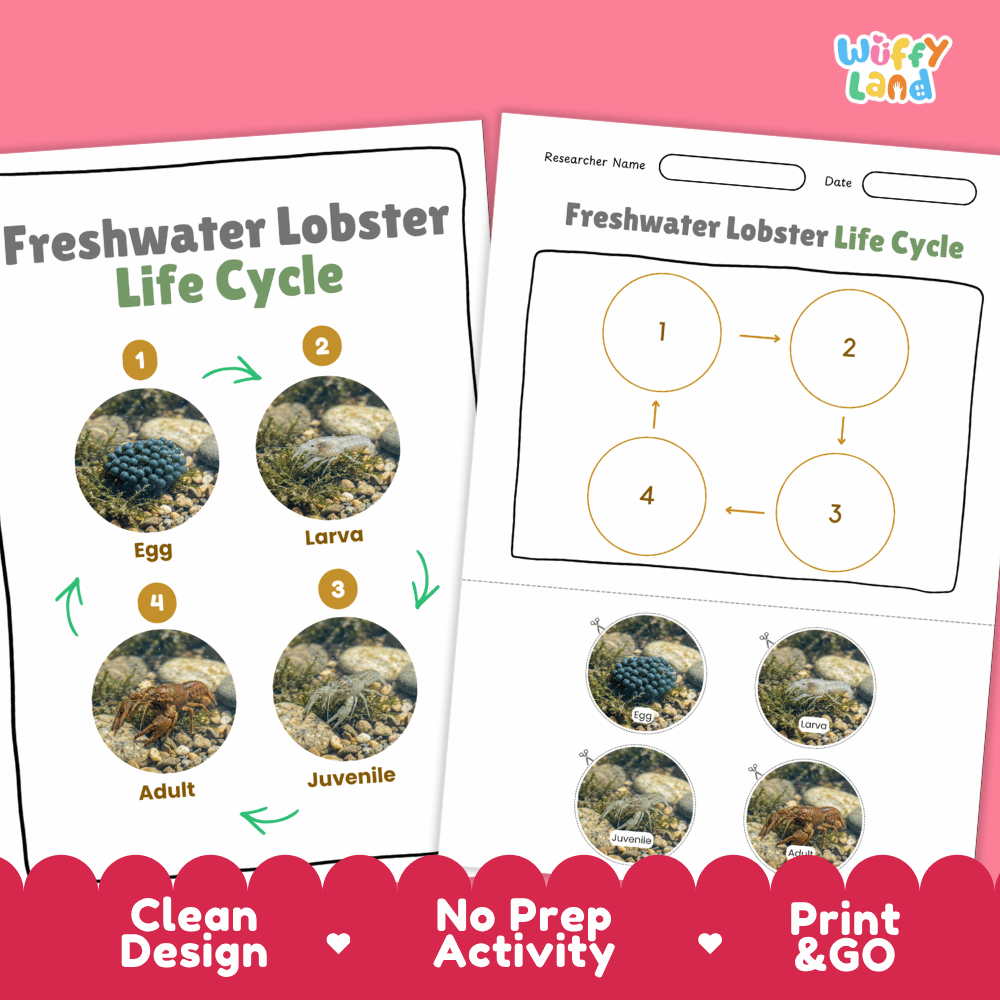 Freshwater Lobster Life Cycle Poster and Cut and Paste Worksheet Activity