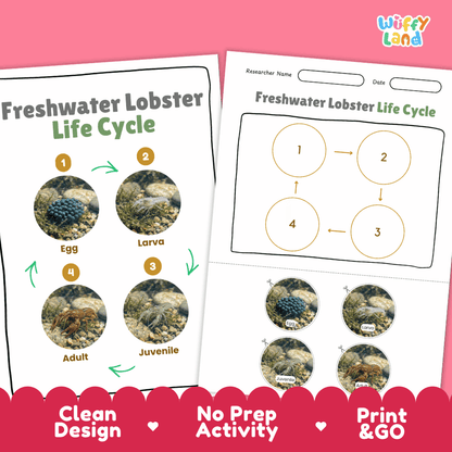 Freshwater Lobster Life Cycle Poster and Cut and Paste Worksheet Activity
