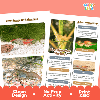 Freshwater Shrimp Animal Research Page Worksheets