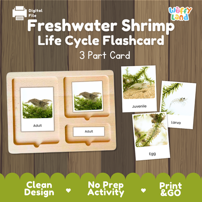 Freshwater Shrimp Life Cycle Flashcards 3 Part Cards Montessori Science Printable