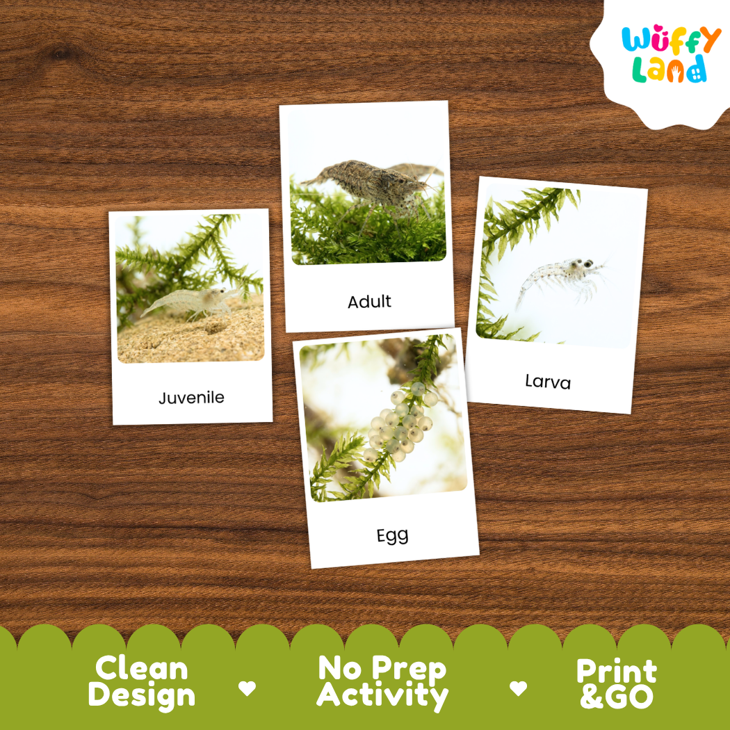 Freshwater Shrimp Life Cycle Flashcards 3 Part Cards Montessori Science Printable
