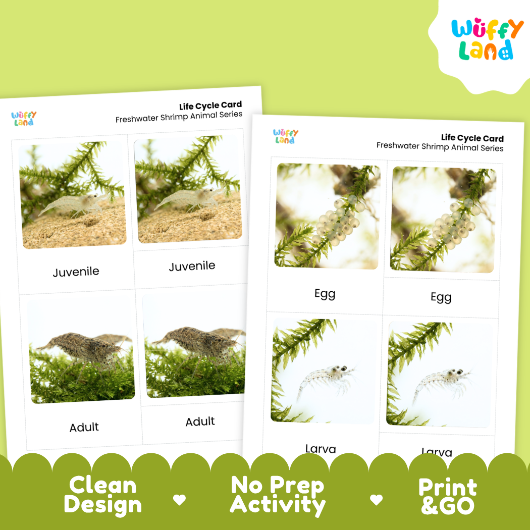 Freshwater Shrimp Life Cycle Flashcards 3 Part Cards Montessori Science Printable