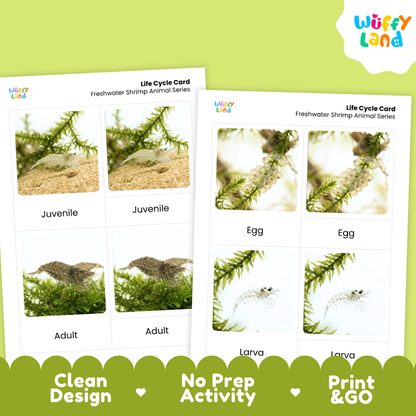 Freshwater Shrimp Life Cycle Flashcards 3 Part Cards Montessori Science Printable