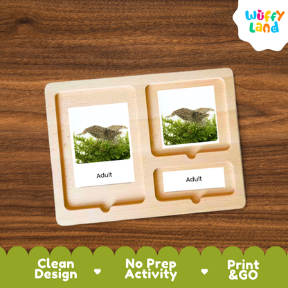 Freshwater Shrimp Life Cycle Flashcards 3 Part Cards Montessori Science Printable