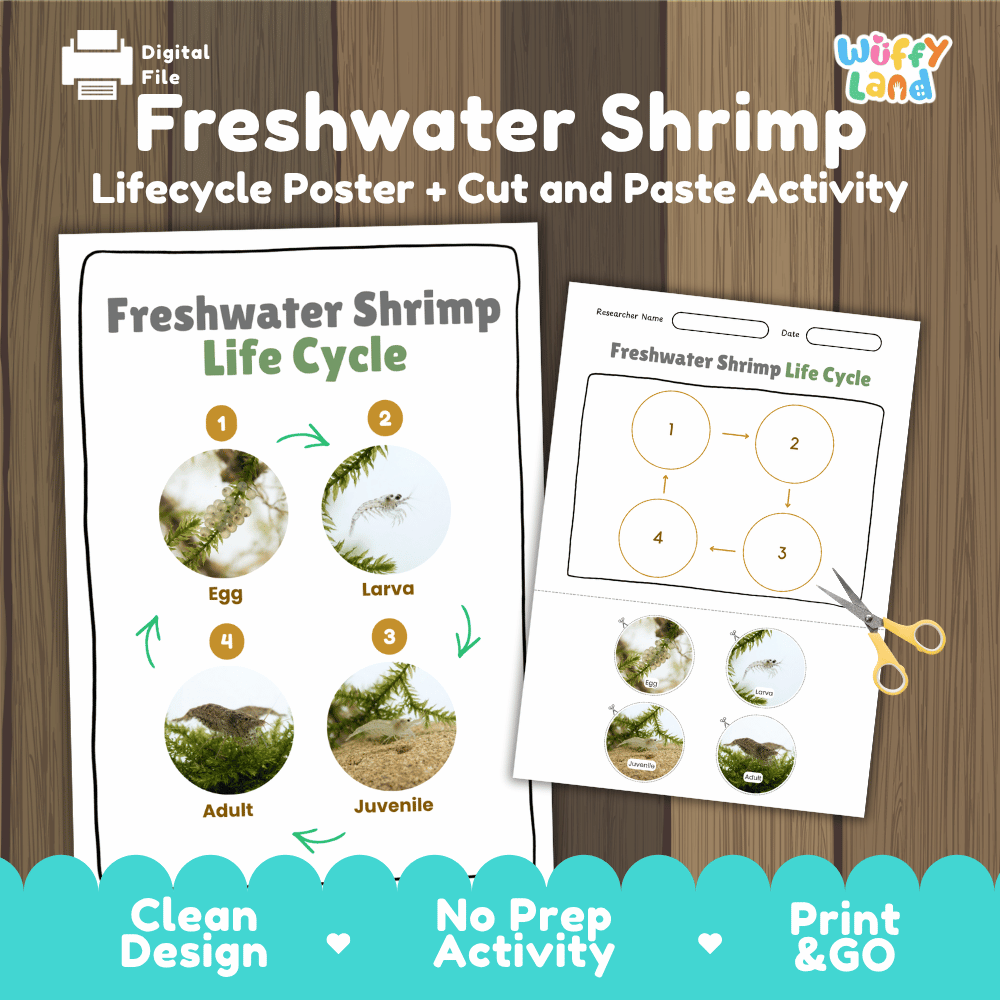Freshwater Shrimp Life Cycle Poster and Cut and Paste Worksheet Activity