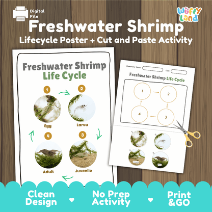 Freshwater Shrimp Life Cycle Poster and Cut and Paste Worksheet Activity