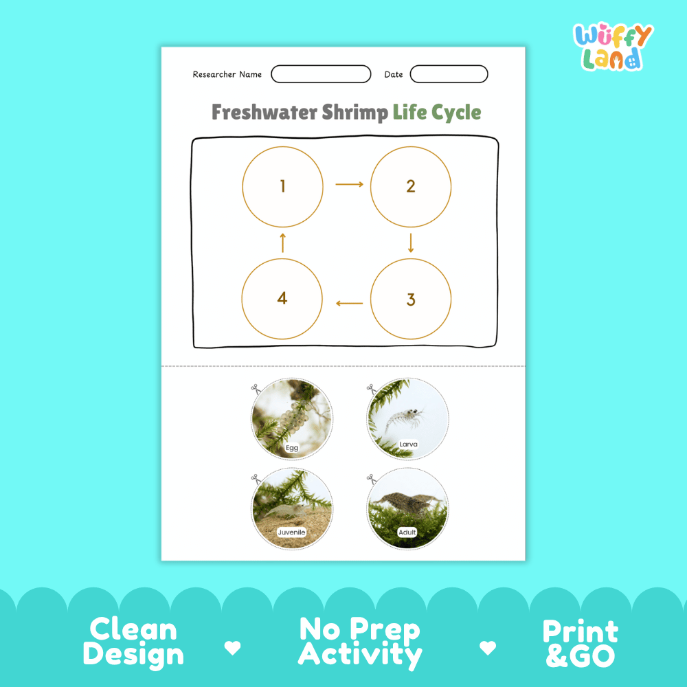 Freshwater Shrimp Life Cycle Poster and Cut and Paste Worksheet Activity