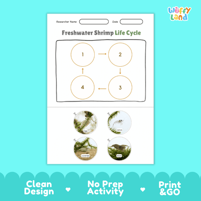 Freshwater Shrimp Life Cycle Poster and Cut and Paste Worksheet Activity