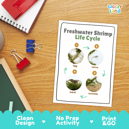 Freshwater Shrimp Life Cycle Poster and Cut and Paste Worksheet Activity
