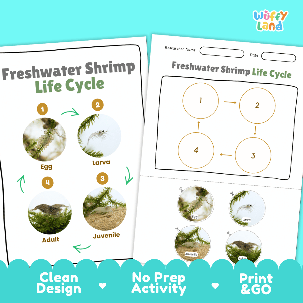 Freshwater Shrimp Life Cycle Poster and Cut and Paste Worksheet Activity