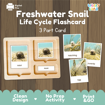Freshwater Snail Life Cycle Flashcards | Montessori 3 Part Cards Science Activity