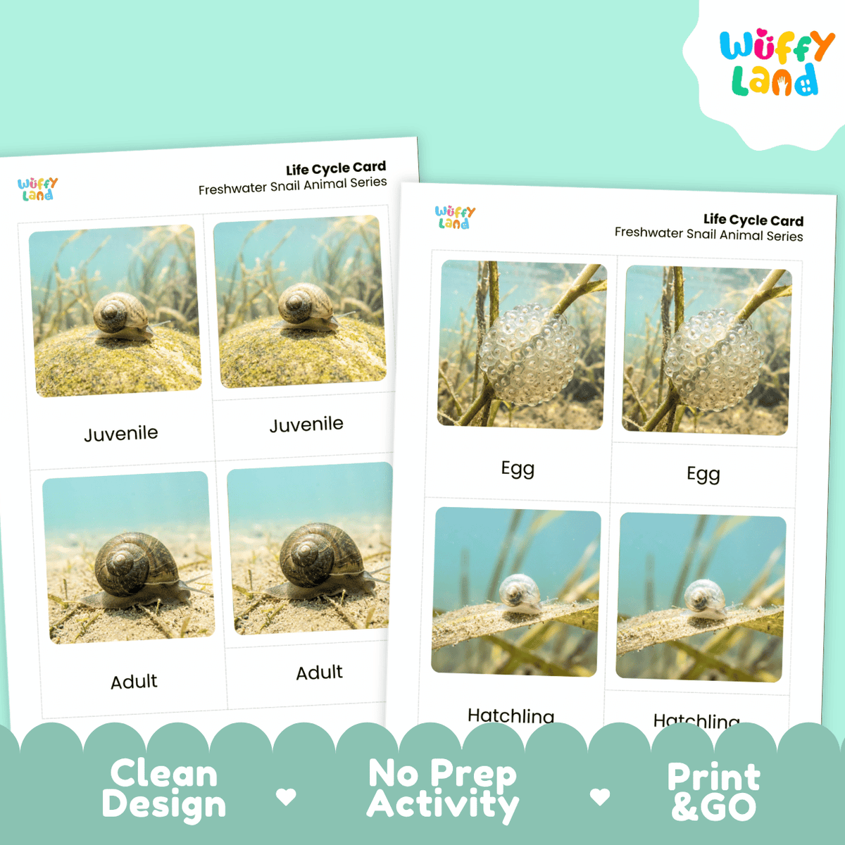 Freshwater Snail Life Cycle Flashcards | Montessori 3 Part Cards Science Activity