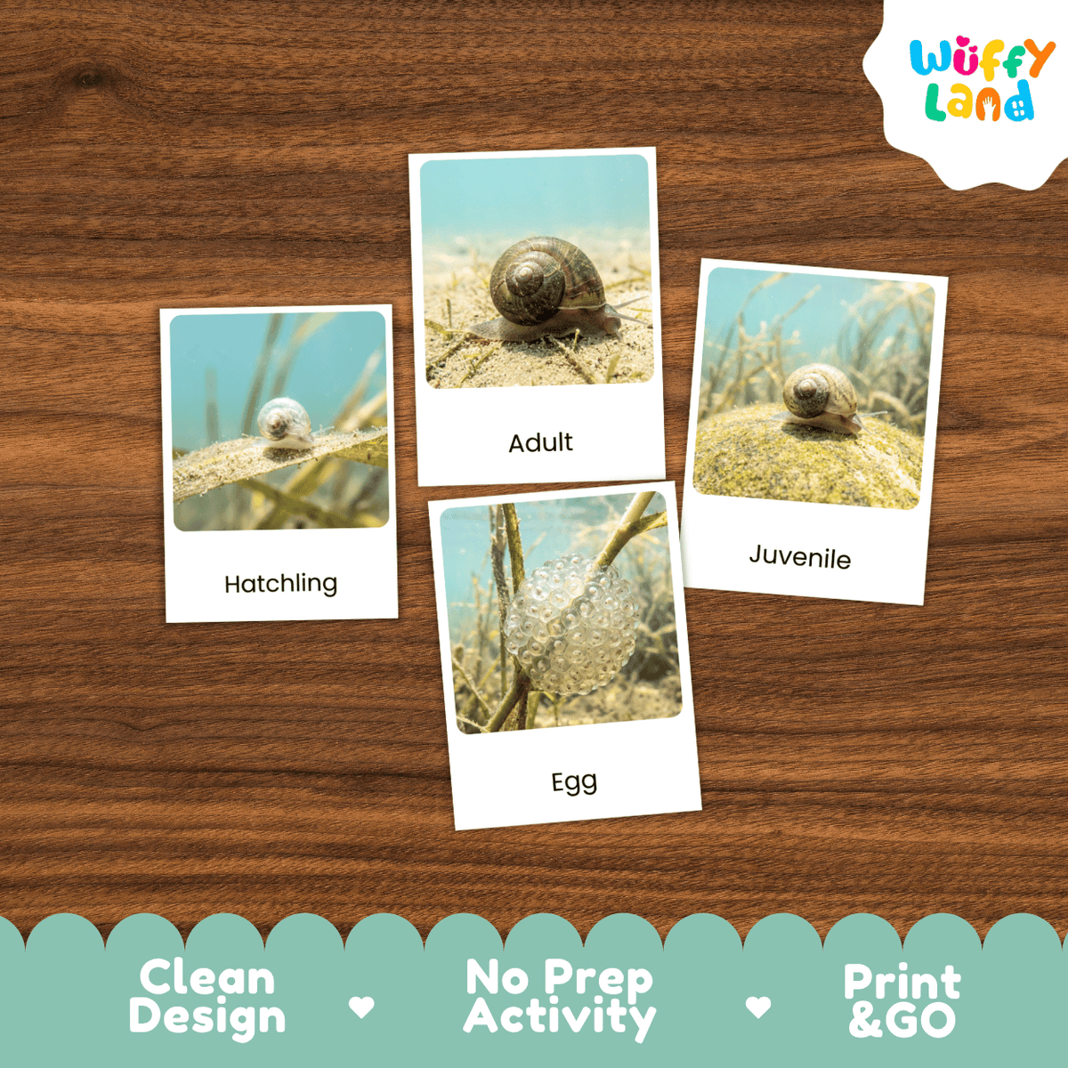 Freshwater Snail Life Cycle Flashcards | Montessori 3 Part Cards Science Activity