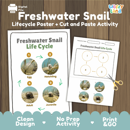 Freshwater Snail Life Cycle Poster and Cut and Paste Worksheet Activity