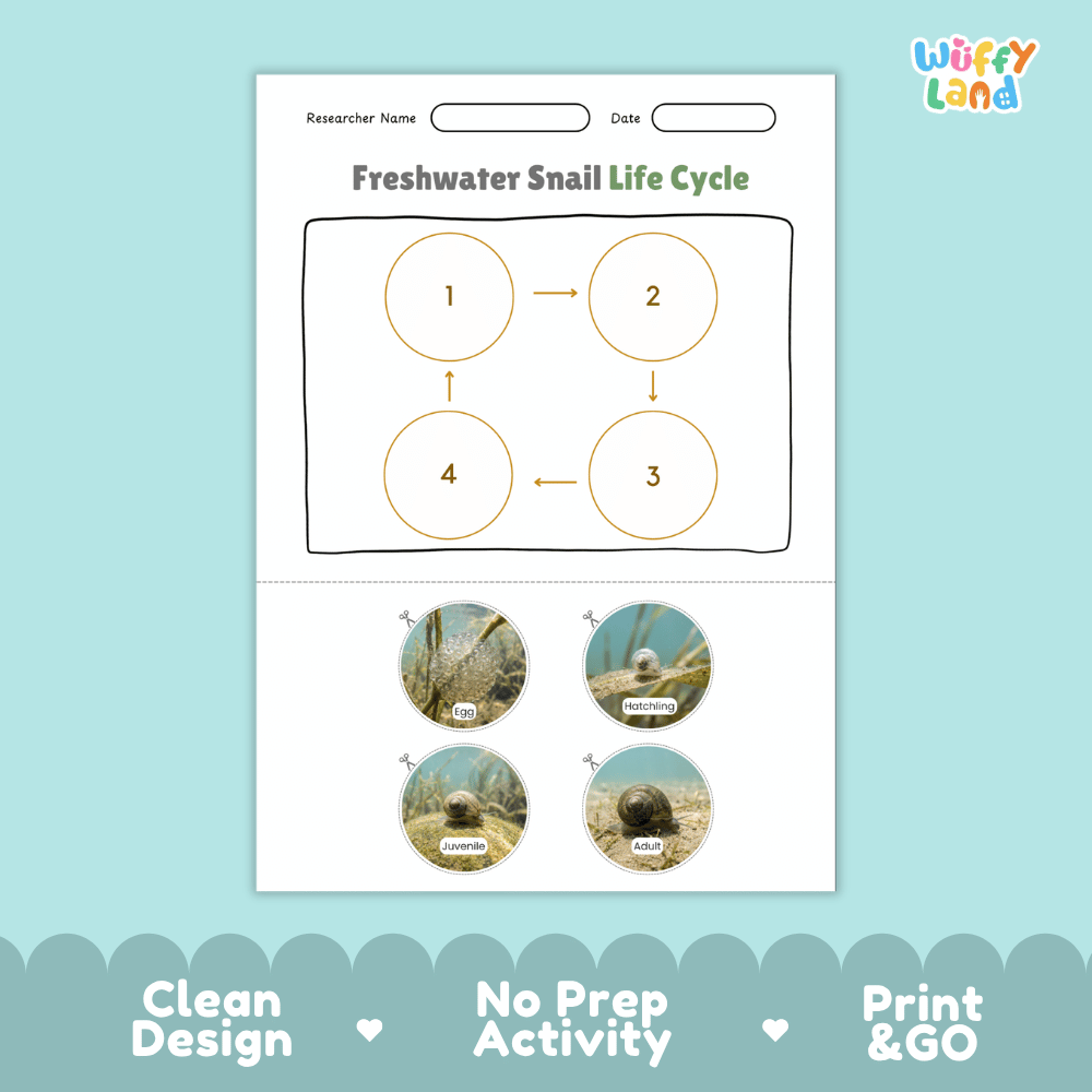Freshwater Snail Life Cycle Poster and Cut and Paste Worksheet Activity