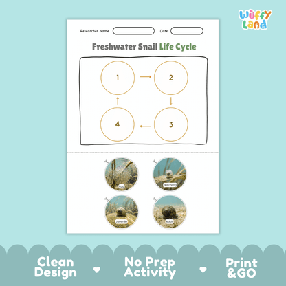 Freshwater Snail Life Cycle Poster and Cut and Paste Worksheet Activity