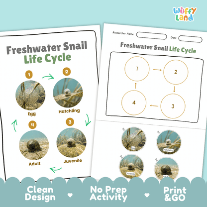 Freshwater Snail Life Cycle Poster and Cut and Paste Worksheet Activity
