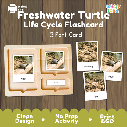 Freshwater Turtle Life Cycle Flashcards 3 Part Cards Montessori Science Activity