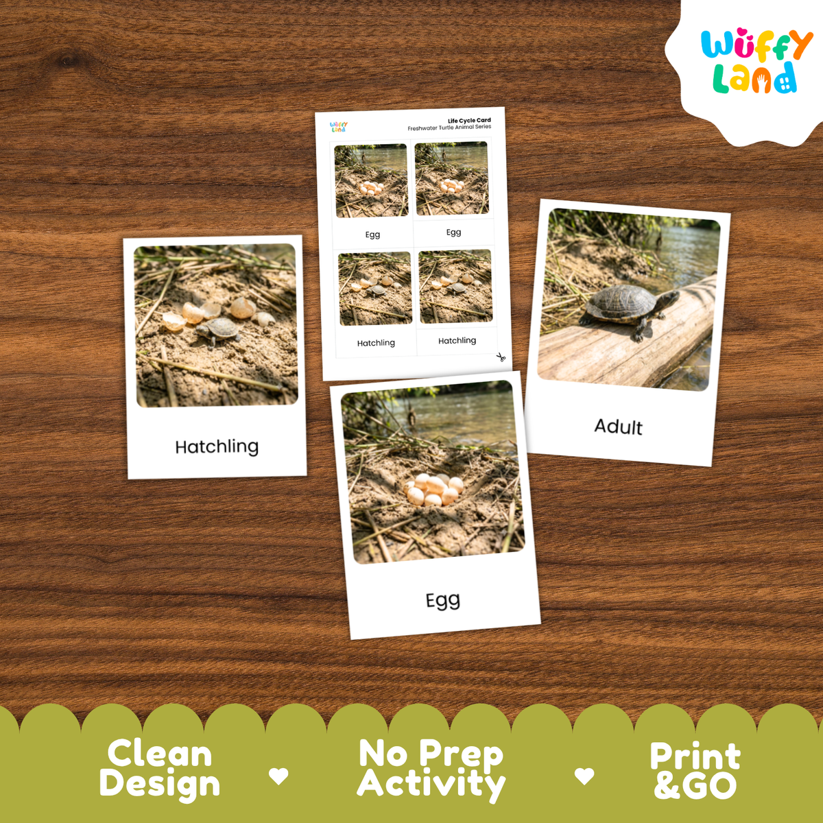 Freshwater Turtle Life Cycle Flashcards 3 Part Cards Montessori Science Activity